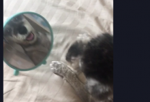 分享在抖音中加别人粉丝团的方法介绍。