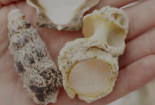 我来分享在美拍大师中发朋友圈的方法讲解。