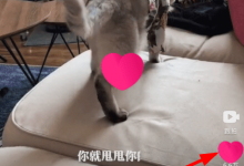 小编教你在腾讯微视中进行点赞的图文教程。