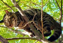 猫咪死后为何要挂在树上?这里有着怎样的传说?