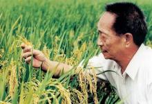 袁隆平在发明杂交水稻之前粮食产量多大?