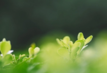 一年无春为什么说寡妇年