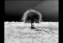 小编教你Premiere制作垂直定格效果和提取效果操作方法