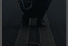 小编分享柴扉APP如何收藏文章