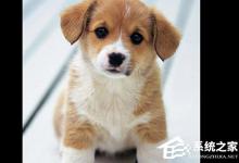 分享PS人物多重镜像怎么做