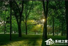 小编教你PS树林透光效果怎么做