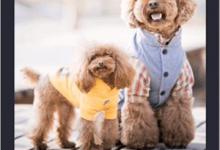 教你蒸汽波相机怎么编辑文字