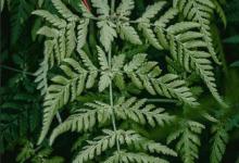 小编教你斗鱼tv怎么创建车队