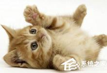 小编分享PS粉笔画效果怎么做