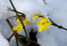 2023倒春寒会很冷吗