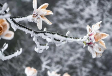 2023年倒春寒发生在几月份