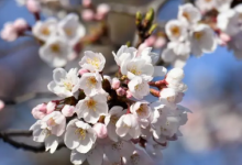 2023东湖樱园可以现场购票吗