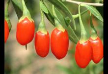 医生提醒：枸杞遇它或会致癌？请勿同食，看看你吃对了吗？