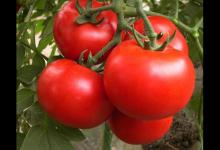 西红柿不能随便吃？医生提醒：尤其4类人，平时要少吃，别不听劝