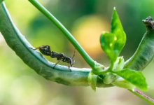 3月6日惊蛰如何打小人