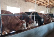 一头母牛三年繁殖几头牛？养繁殖母牛几年可以开始回报？