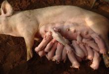 母猪配种配几次能配上？母猪配种几次比较合适？这里有详解