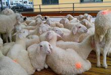 母羊不认羔怎么办？如何快速让母羊认小羊？这几个方法很实用