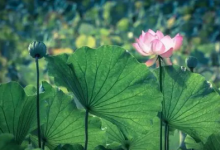 2023年三伏天从几月几号开始到几号结束