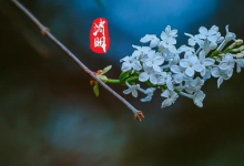 2023清明节上海外地牌可以走中环吗