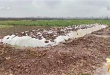 ​土酸菜有什么危害