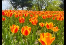 郁金香在什么季节开花