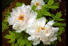 中国的国花是什么为什么