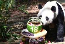 实地探访熊猫“丫丫”“丫丫”生活如何？