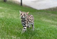 豹猫是不是二级动物