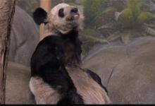 熊猫丫丫情况好些了吗