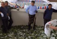 土坑酸菜的翻身仗能否打赢翻身仗？