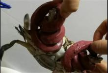 ​皮筋螃蟹到底是什么意思