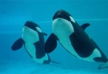 去世的世界上最孤独的鲸是什么种类