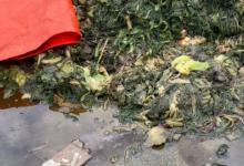 知名橄榄菜企业生产环境触目惊心 橄榄菜的功效和作用