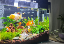 风水鱼死了会破财吗