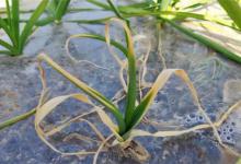 大蒜死棵主要的原因