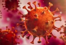 海外科学家称华南海鲜市场中的貉或是新冠病毒中间宿主中方回应？