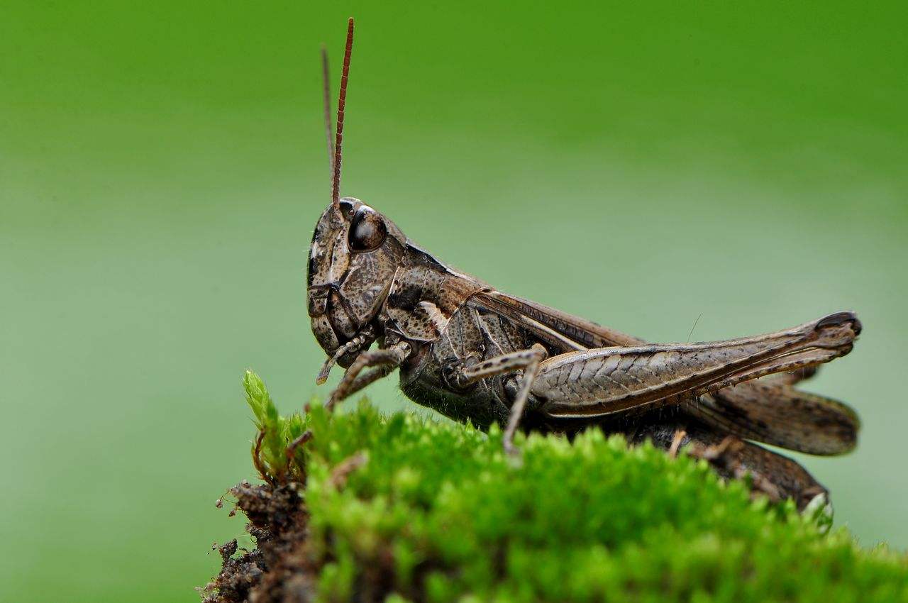 蚂蚱的蚂可以组什么词