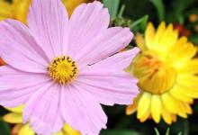 花可以组什么词语