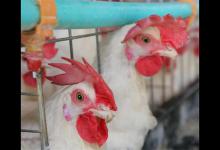 阿根廷扑杀禽类是不是真的？