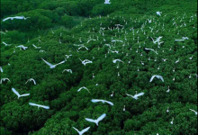 红树林分布在我国最北的哪一个省？