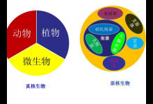 自然的义项有哪五种