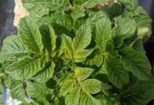 马铃薯嫩叶是什么