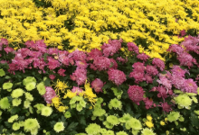 赞美秋天花的漂亮的词