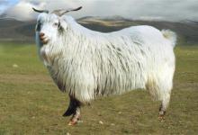 100%山羊绒怎么鉴别