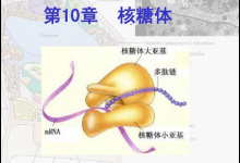 所有生物都有核糖体吗？