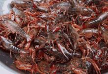 小龙虾的身体特征