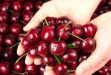 车厘子是什么季节出的