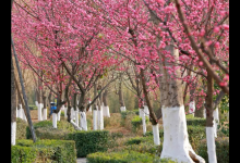 红的像火粉的像霞白的像雪赏析