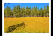 秋的寓意和象征